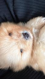 Pomeriaan Reutje - Bearface (RASZUIVER), Dieren en Toebehoren, 8 tot 15 weken, Parvo, Eén hond, Nederland