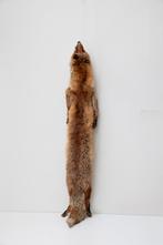 Vintage vossenvacht, Ophalen of Verzenden, Gebruikt, Wild dier, Opgezet dier