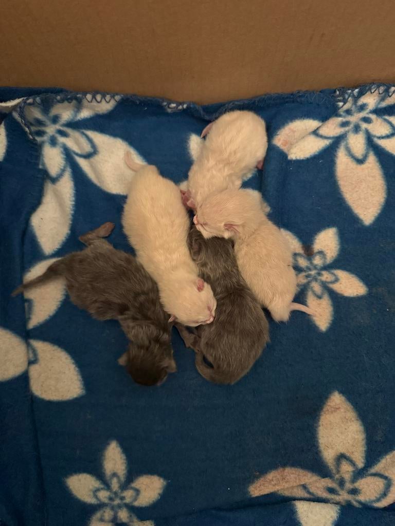 Schattige Britse kittens | Net geboren, Dieren en Toebehoren, Meerdere dieren