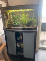 Compleet Aquarium met gebogen glas, Dieren en Toebehoren, Vissen | Aquaria en Toebehoren, Ophalen, Gebruikt, Gevuld zoetwateraquarium