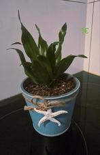 Mooie kamerplanten te koop, Tuin en Terras, Planten | Tuinplanten, Vaste plant, Bloeit niet, Halfschaduw, Ophalen