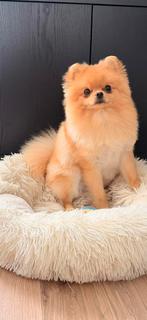 Pomerian dwergskees reu 1 jaar oud zie omschrijving, Parvo, Keeshond, Reu, 1 tot 2 jaar