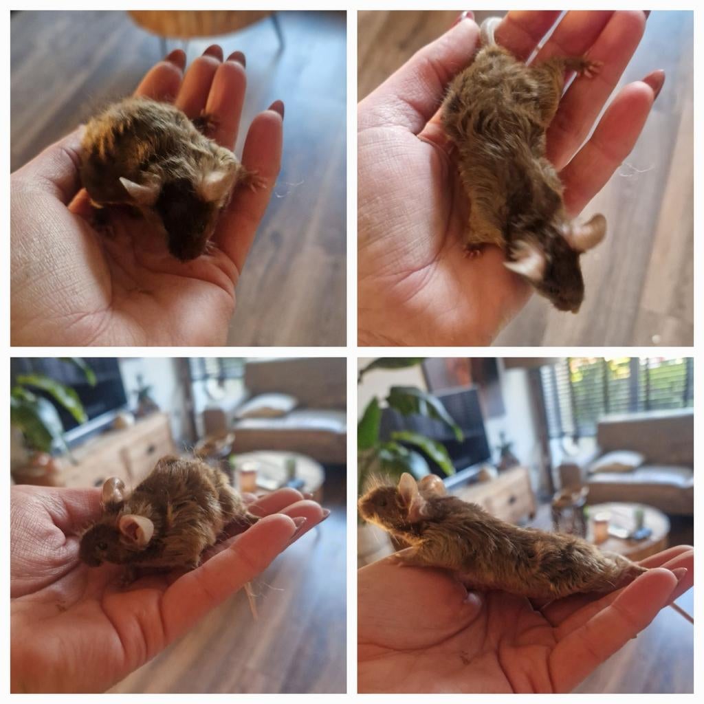 MAN langhaar krul slag bruin satijn kleurmuis tam texel rex, Dieren en Toebehoren, Februari, Muis, Mannelijk, Tam