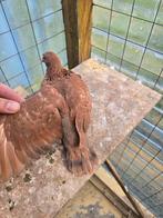 Jonge postduiven duiven te koop