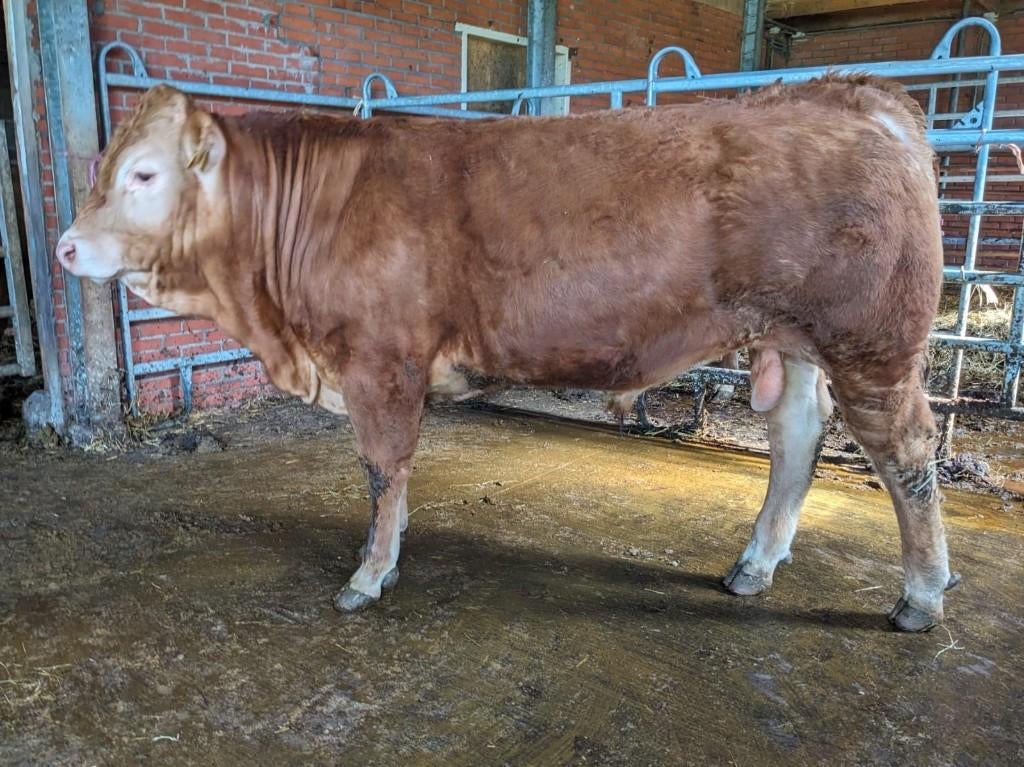 Limousin stamboek dekstieren, Mannelijk