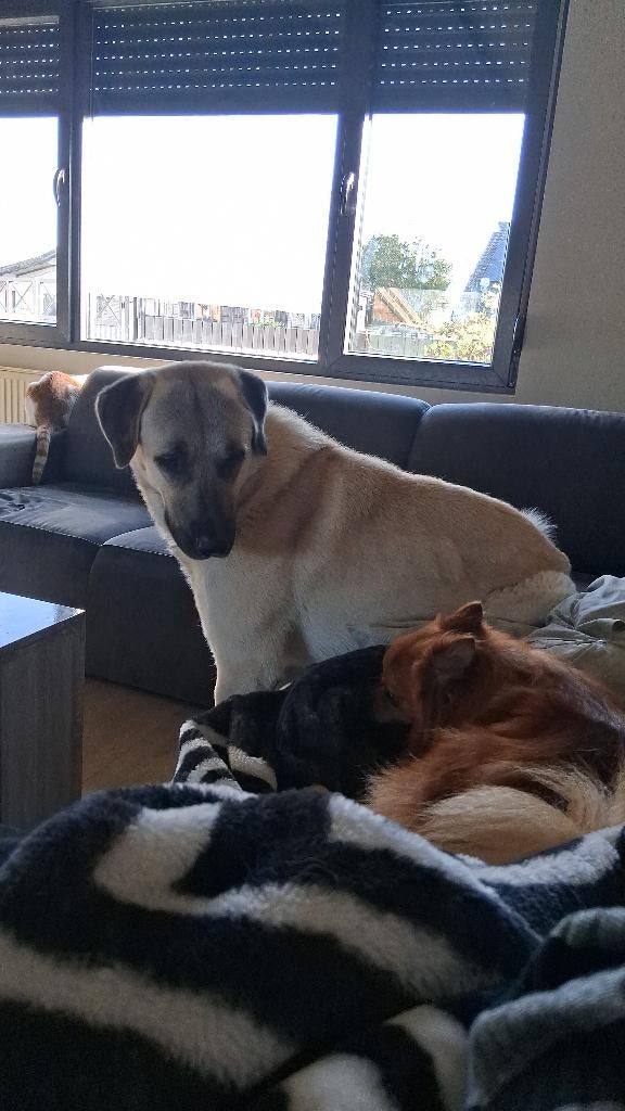 Kangal, Reu, 1 tot 2 jaar, Parvo, Eén hond