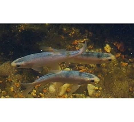 Windes, Dieren en Toebehoren, Vissen | Vijvervissen, Baars of Goudwinde