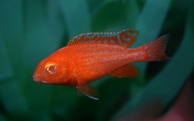 Malawi Cichliden: Aulonocara Dragon Blood Albino, Vis, Zoetwatervis