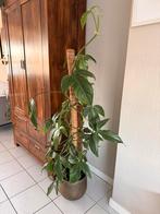 Kamerplant philodendron beauty queen, Ophalen, Halfschaduw, 150 tot 200 cm