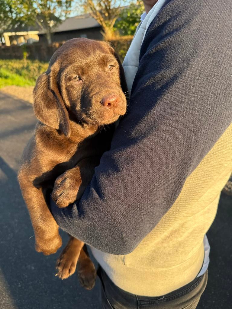 Te koop nog een lieve bruine labrador pup, Dieren en Toebehoren, Reu, 8 tot 15 weken, Eén hond, Nederland