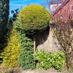 Boompje, Ophalen, Overige soorten, 100 tot 250 cm