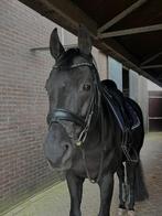 Weidemaatje aangeboden 15 jarige ruin