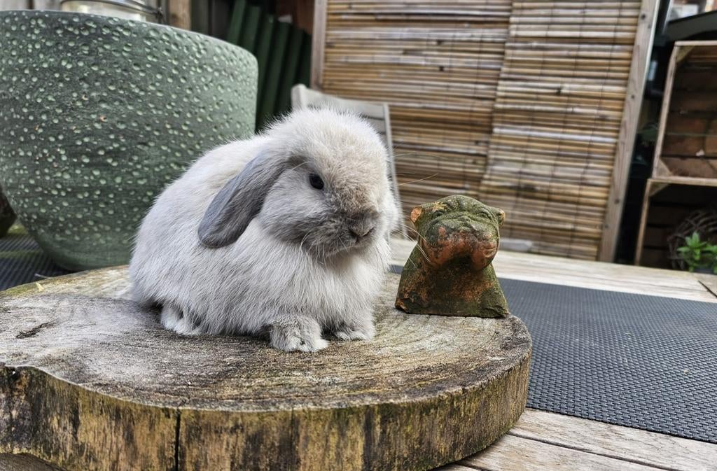 Jonge minilop rammetje te koop, Dieren en Toebehoren, Konijnen, Mannelijk, Dwerg