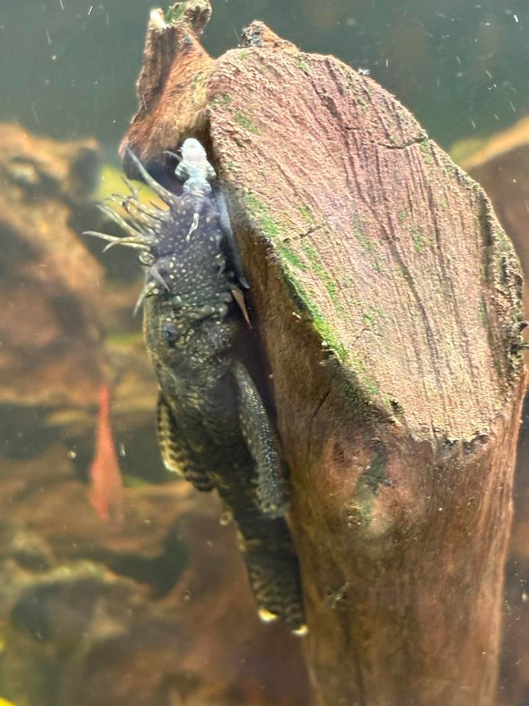 Te koop jonge borstelneusmeerval, Vis, Zoetwatervis