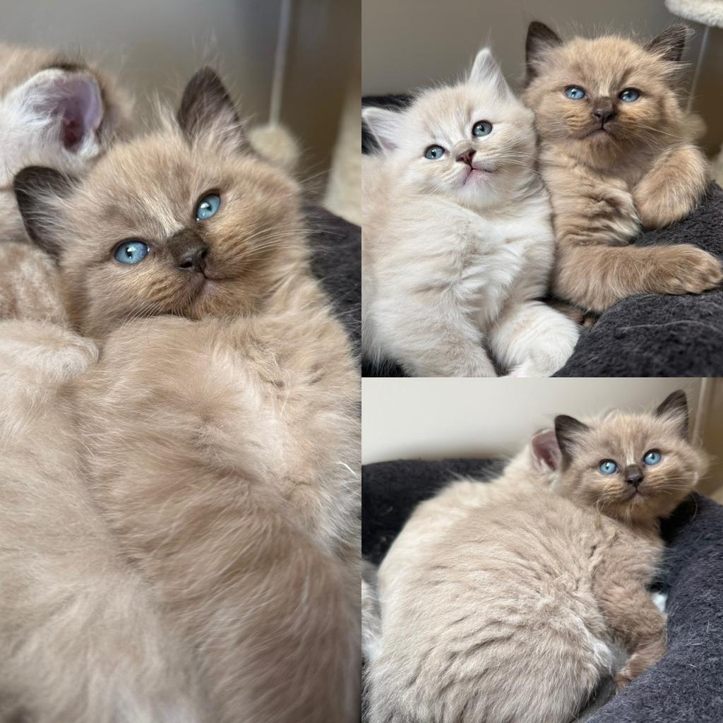 Mink, tabby en mitted ragdolls kittens, Meerdere dieren, Gechipt, 0 tot 2 jaar