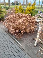 Gratis hortensia.s, Overige soorten, Vaste plant, Ophalen of Verzenden, Halfschaduw