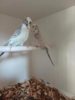 Mooi koppel grasparkieten, Dieren en Toebehoren, Vogels | Parkieten en Papegaaien, Meerdere dieren, Parkiet