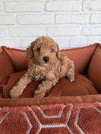Abrikoos poedel pups, toy x dwerg, Dieren en Toebehoren, Poedel, Parvo, Nederland, 8 tot 15 weken