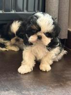 Shih tzu pups, Dieren en Toebehoren, Parvo, België, Overige rassen, 8 tot 15 weken