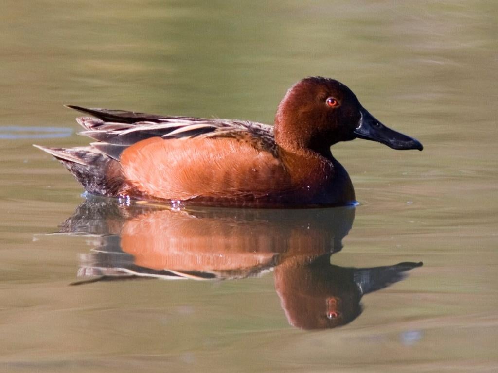 Kaneeltalling | Siereenden | Passend advies, Dieren en Toebehoren, Meerdere dieren, Eend