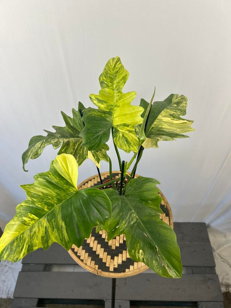 Philodendron Florida Beauty X Mayoi - Zeldzame kamerplant, Vaste plant, Ophalen of Verzenden, Bloeit niet, Halfschaduw