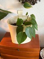 Philodendron scandens, Ophalen