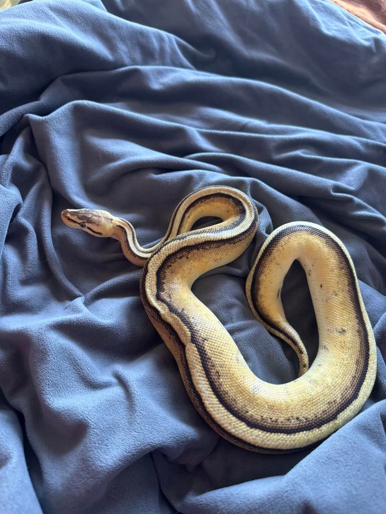 Ballpython (koningspython) Ball Python - unknown for sale from manouk van Oeveren