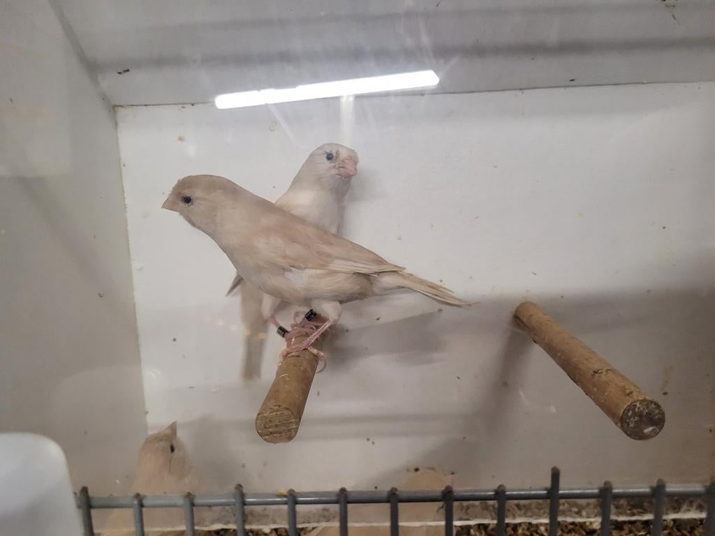 Te Koop isabel wit pastel  kanaries, Dieren en Toebehoren, Vogels | Kanaries, Meerdere dieren, Kleurkanarie