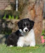 Enthousiaste border collie x friese stabij pups te koop!!, Parvo, 8 tot 15 weken, Collie, Meerdere