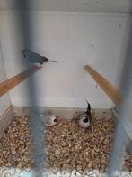 Zilver spitstaarten, Meerdere dieren