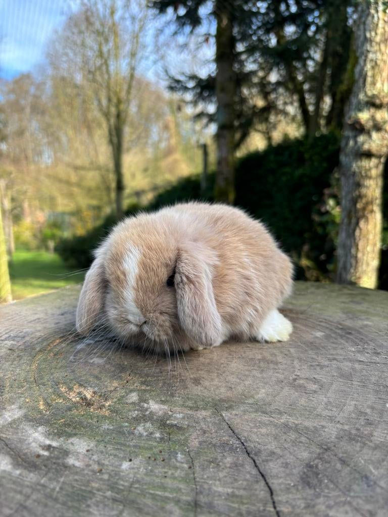Prachtige Jonge Lieve Minilop konijntjes te koop, Dieren en Toebehoren, Konijnen, Meerdere dieren, Dwerg, Hangoor, 0 tot 2 jaar