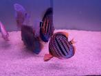 Discus te koop, Dieren en Toebehoren, Vissen | Aquariumvissen, Vis