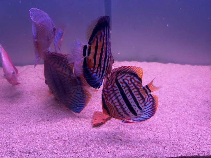 Discus te koop, Dieren en Toebehoren, Vissen | Aquariumvissen, Vis