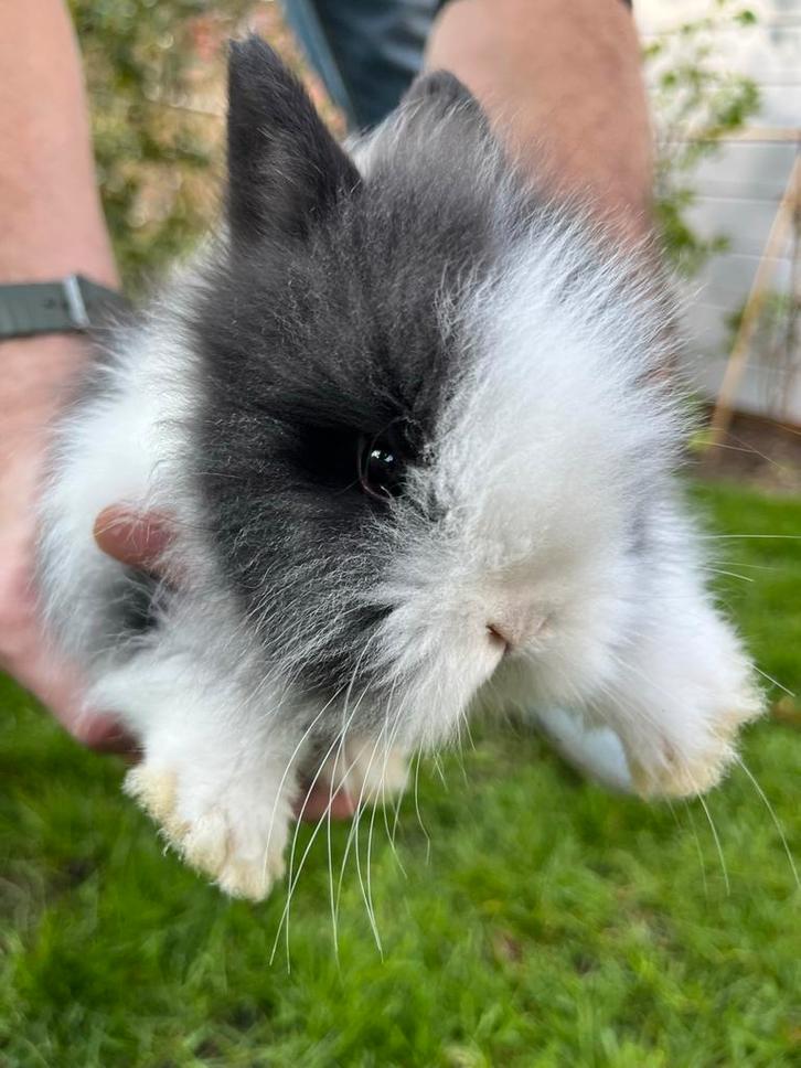 Teddy dwergkonijnen, Dieren en Toebehoren, Konijnen, Dwerg, Meerdere dieren, 0 tot 2 jaar