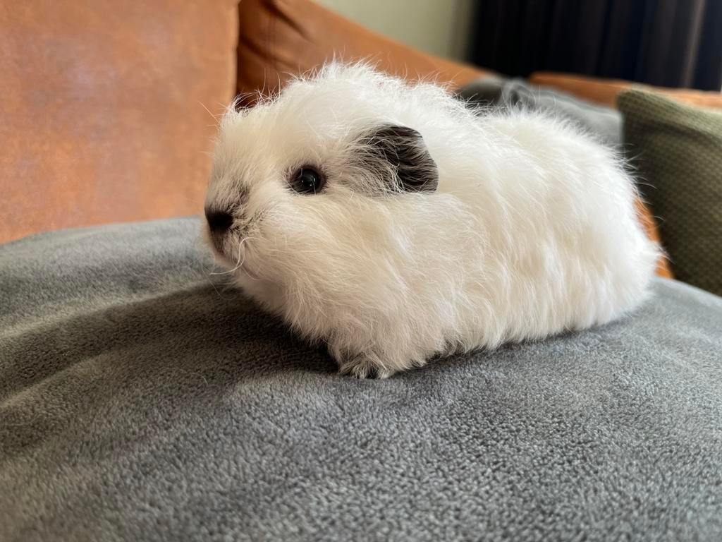 Prachtig lief ch teddy California jong cavia beertje, Dieren en Toebehoren, Mannelijk, Tam, Maart, Cavia