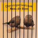 Koppeltje zilverbekjes donkerbuik, Meerdere dieren