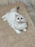 Britse langhaar Golden Shaded Point (NY11 33), Kater, Ontwormd, 0 tot 2 jaar