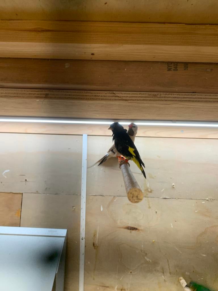 zwarte sijs pop met d en a, Vrouwelijk, Parkiet