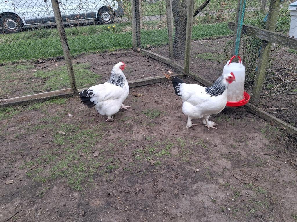 2 jonge leggende sundheimer leghennen., Vrouwelijk, Kip