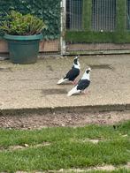 Duiven, Meerdere dieren, Overige soorten