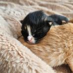 Kittens zoeken 4 ever home