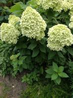 Hortensia Annabelle strong, Volle zon, Vaste plant, Zomer, Ophalen