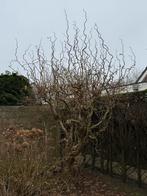 Krulhazelaar 3 meter hoog, stamdikte 20cm, Overige soorten, Lente, 250 tot 400 cm, Ophalen