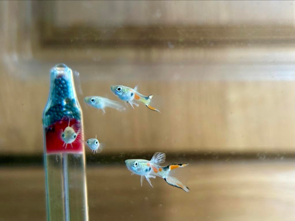 Endler Guppen, Dieren en Toebehoren, Vissen | Aquariumvissen, Vis