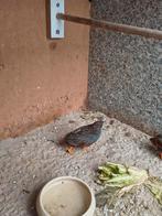 Chinese dwegkwartel haantjes, Dieren en Toebehoren, Pluimvee, Mannelijk, Kip