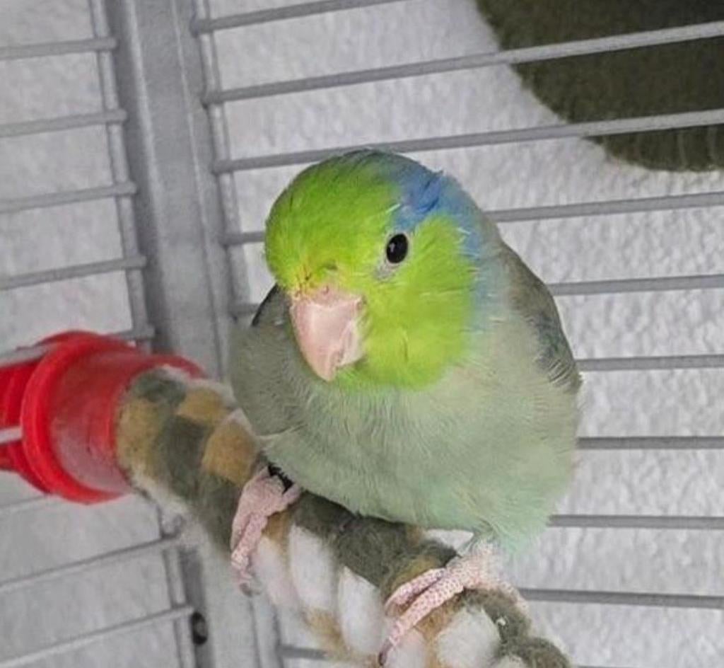 Paco de Forpus/Muspapegaai zoekt een goed huisje!, Dieren en Toebehoren, Vogels | Parkieten en Papegaaien, Parkiet, Mannelijk