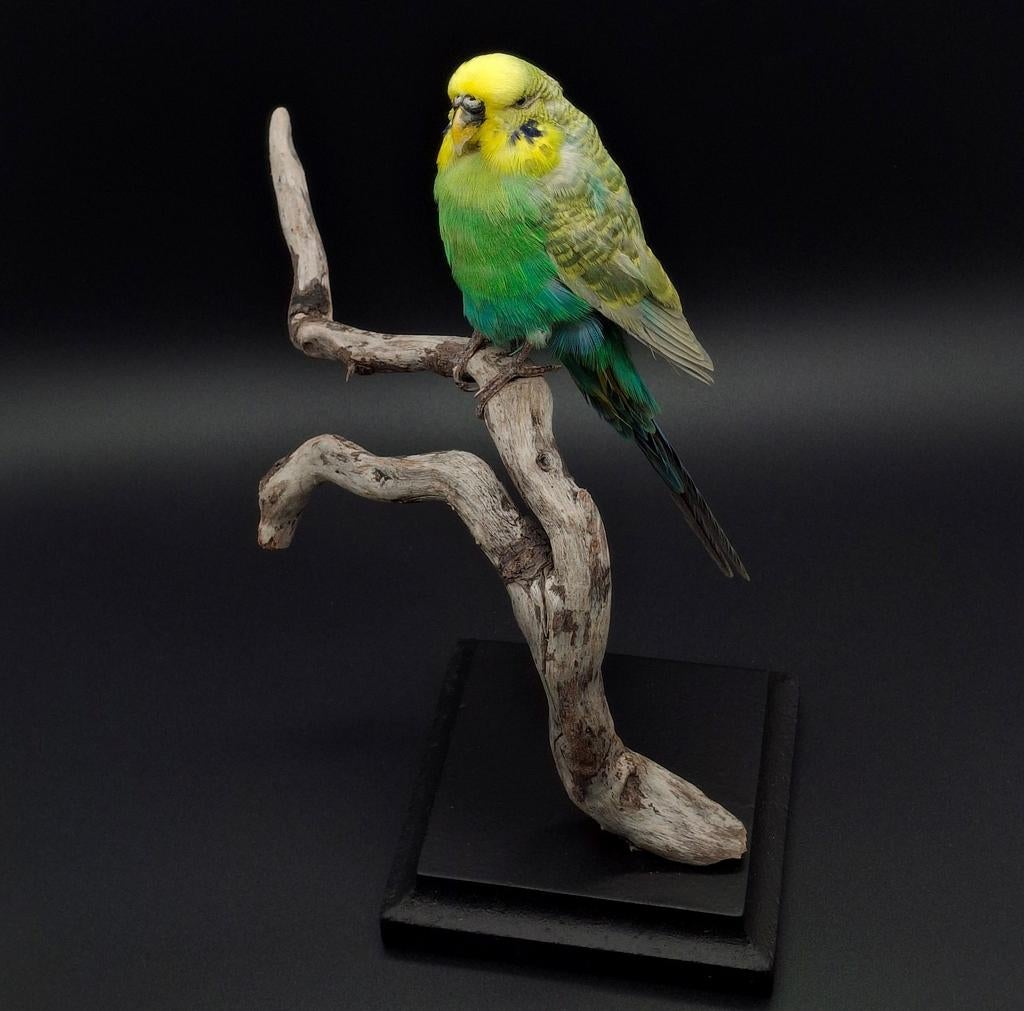Opgezette grasparkiet taxidermie, Verzamelen, Dierenverzamelingen, Ophalen of Verzenden, Nieuw, Vogel, Opgezet dier