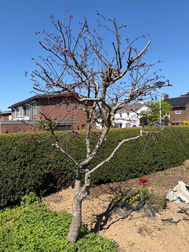 Sierkers / bloesemboom – 245 cm hoog / 160 cm breed, Tuin en Terras, Planten | Bomen, Overige soorten, Lente, 100 tot 250 cm, Ophalen