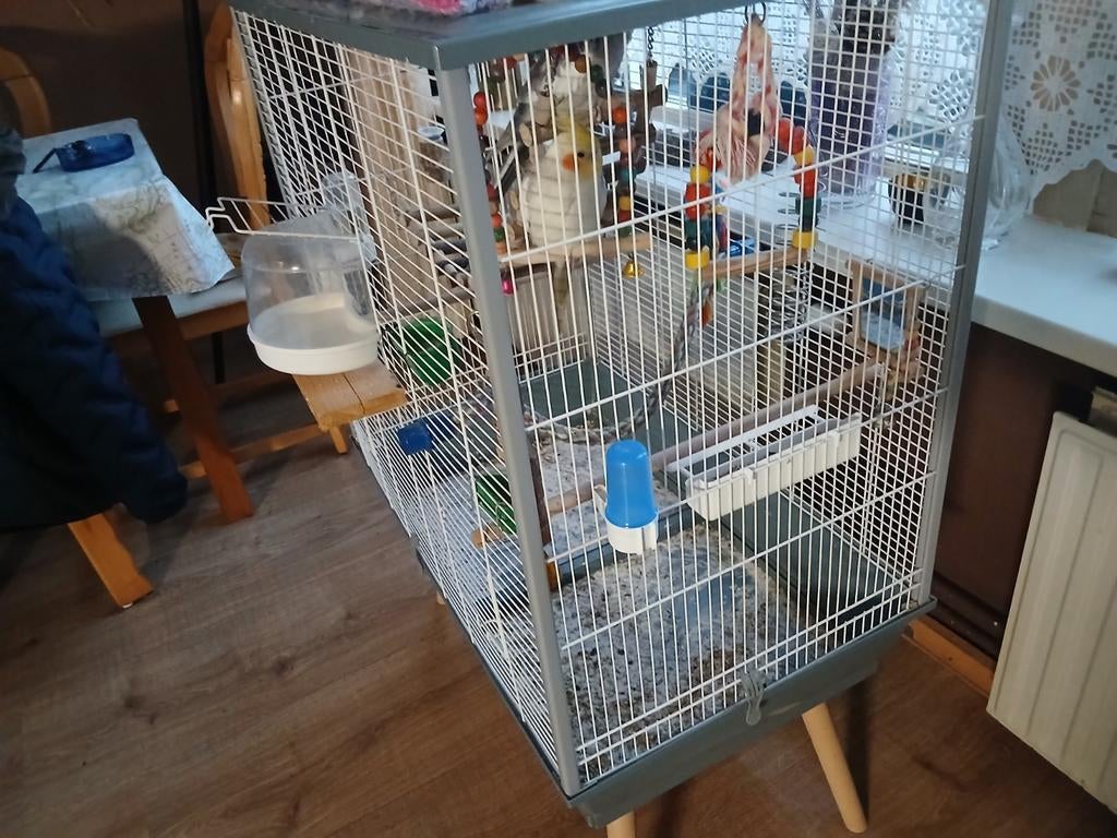 2 valkparkieten + kooi+voer enzo, Ophalen, Zo goed als nieuw, Metaal, Vogelkooi