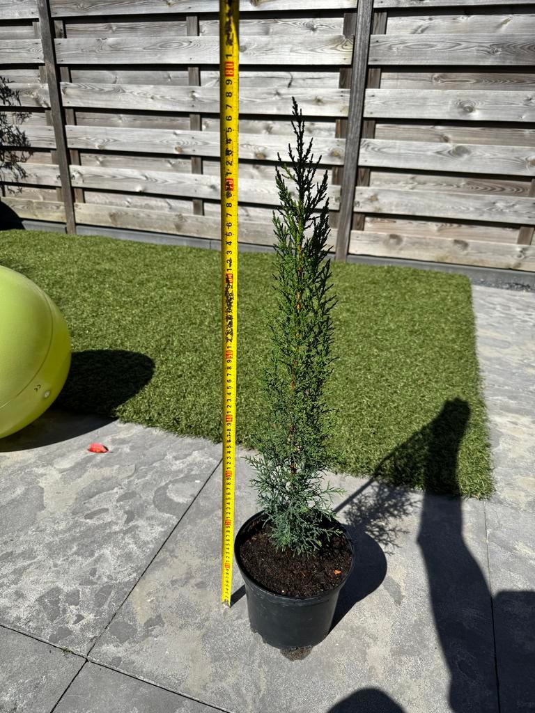 Italiaanse Cipres van 70-80 cm, Volle zon, Vaste plant, Bloeit niet, Ophalen